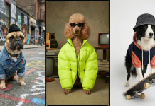 “강아지한테 한 달에 얼마 쓰세요?” 반려인 지갑 여는 펫테크 기업들의 치열한 경쟁